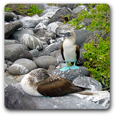 Machu Picchu Galapagos Blue Footed Penguin Image
